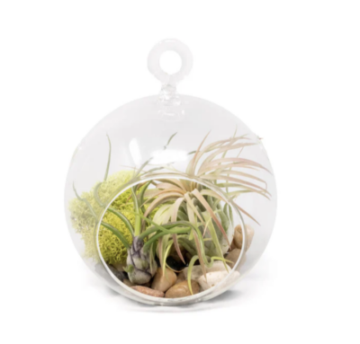 Air Plant Glass Globe